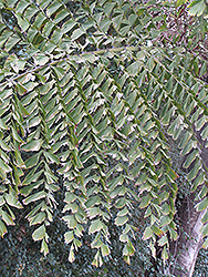 Thai Mountain Giant Palm (Caryota gigas) at Lakeshore Garden Centres