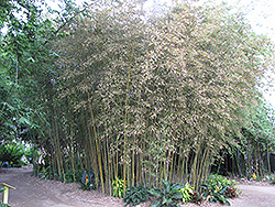 Makino Bamboo (Phyllostachys makinoi) at Lakeshore Garden Centres
