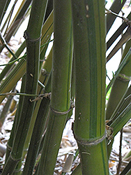 Variegated Buddha's Belly Bamboo (Bambusa tuldoides 'Ventricosa Kimmei') at Lakeshore Garden Centres