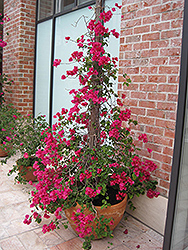 Ambiance Bougainvillea (Bougainvillea 'Ambiance') at Lakeshore Garden Centres