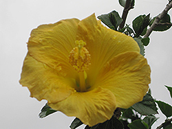 Cashmere Wind Hibiscus (Hibiscus rosa-sinensis 'Cashmere Wind') at Lakeshore Garden Centres