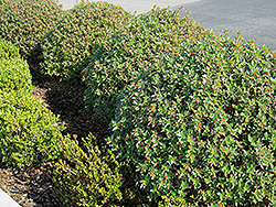 David Verity Firecracker Plant (Cuphea 'David Verity') at Lakeshore Garden Centres