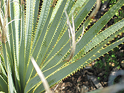 Texas Sotol (Dasylirion texanum) at Lakeshore Garden Centres
