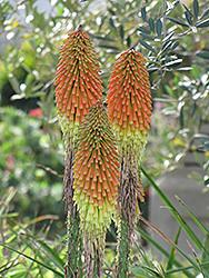 Common Marsh Poker (Kniphofia linearifolia) at Lakeshore Garden Centres