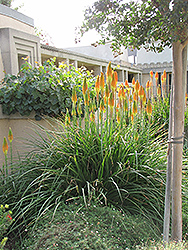 Torchlily (Kniphofia natalensis) at Lakeshore Garden Centres