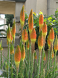 Torchlily (Kniphofia natalensis) at Lakeshore Garden Centres