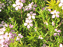 Golden Breath of Heaven (Coleonema pulchellum 'Aurea') at Lakeshore Garden Centres
