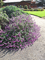Mexican Bush Sage (Salvia leucantha) at Lakeshore Garden Centres