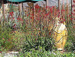 Bush Sunset Kangaroo Paw (Anigozanthos 'Bush Sunset') at Lakeshore Garden Centres