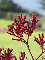 Bush Sunset Kangaroo Paw (Anigozanthos 'Bush Sunset') at Lakeshore Garden Centres
