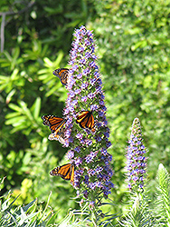 Pride of Madeira (Echium candicans) at Lakeshore Garden Centres