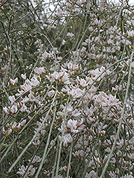 Bridal Veil Broom (Retama monosperma) at Lakeshore Garden Centres