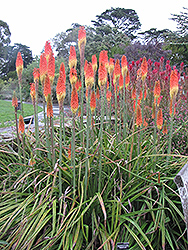 Christmas Cheer Torchlily (Kniphofia uvaria 'Christmas Cheer') at Lakeshore Garden Centres