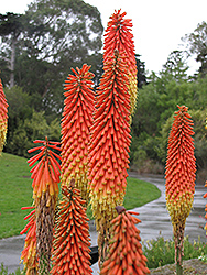 Christmas Cheer Torchlily (Kniphofia uvaria 'Christmas Cheer') at Lakeshore Garden Centres