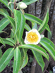 Polyspora (Polyspora longicarpa) at Lakeshore Garden Centres