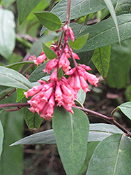 Purple Cestrum (Cestrum elegans) at Lakeshore Garden Centres