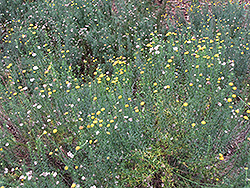 Golden Heads (Chrysocoma coma-aurea) at Lakeshore Garden Centres