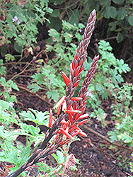 Book Aloe (Aloe suprafoliata) at Lakeshore Garden Centres