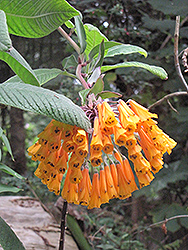 Yellow Climbing Alstroemeria (Bomarea superba) at Lakeshore Garden Centres