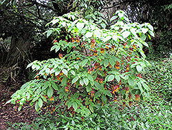Golden Fuchsia (Deppea splendens) at Lakeshore Garden Centres