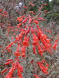 Hurricane Point California Fuchsia (Epilobium canum 'Hurricane Point') at Lakeshore Garden Centres