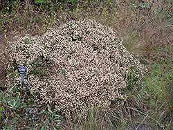 Mock Heather (Ericameria ericoides) at Lakeshore Garden Centres