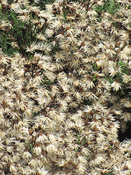 Mock Heather (Ericameria ericoides) at Lakeshore Garden Centres