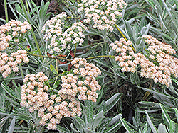 Hybrid St. Catherine's Lace (Eriogonum arborescens x giganteum) at Lakeshore Garden Centres