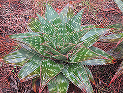 Soap Aloe (Aloe saponaria) at Lakeshore Garden Centres