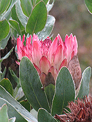 Sylvia Protea (Protea 'Sylvia') at Lakeshore Garden Centres