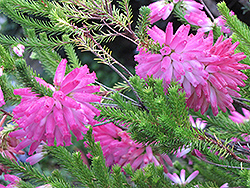 Whorl Heath (Erica verticillata) at Lakeshore Garden Centres