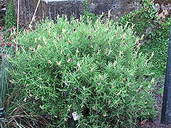 Lemon Leigh Lavender (Lavandula stoechas 'Lemon Leigh') at Lakeshore Garden Centres