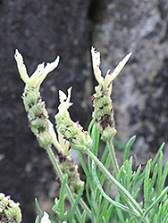 Lemon Leigh Lavender (Lavandula stoechas 'Lemon Leigh') at Lakeshore Garden Centres