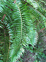 Scouler's Polypody (Polypodium scouleri) at Lakeshore Garden Centres
