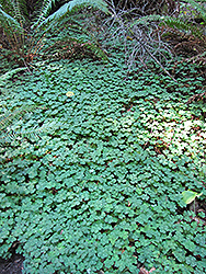 Redwood Sorrel (Oxalis oregana) at Lakeshore Garden Centres