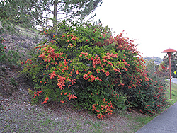 Cornubia Cotoneaster (Cotoneaster frigidus 'Cornubia') at Lakeshore Garden Centres