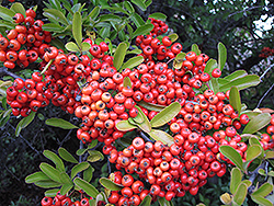 Cornubia Cotoneaster (Cotoneaster frigidus 'Cornubia') at Lakeshore Garden Centres