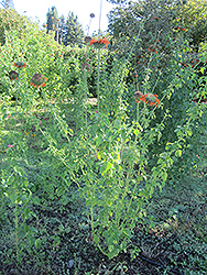 Lion's Ear (Leonotis nepetifolia) at Lakeshore Garden Centres