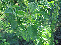 Lion's Ear (Leonotis nepetifolia) at Lakeshore Garden Centres