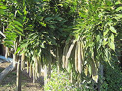 Chinese Wisteria (Wisteria sinensis) at Lakeshore Garden Centres
