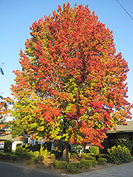Lane RobertsSweet Gum (Liquidambar styraciflua 'Lane Roberts') at Lakeshore Garden Centres