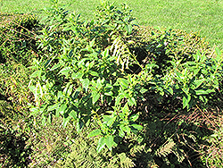 Yellow Trumpet Cape Fuchsia (Phygelius aequalis 'Yellow Trumpet') at Lakeshore Garden Centres