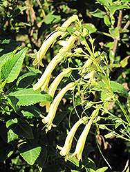 Yellow Trumpet Cape Fuchsia (Phygelius aequalis 'Yellow Trumpet') at Lakeshore Garden Centres