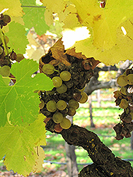 Semillon Grape (Vitis 'Semillon') at Lakeshore Garden Centres