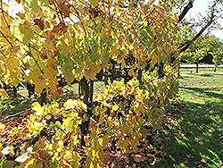 Merlot Grape (Vitis 'Merlot') at Lakeshore Garden Centres