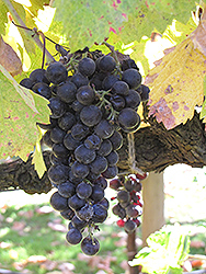 Merlot Grape (Vitis 'Merlot') at Lakeshore Garden Centres