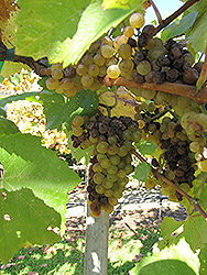 Chardonnay Grape (Vitis 'Chardonnay') at Lakeshore Garden Centres