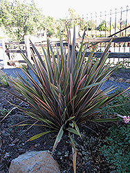 Rainbow Sunrise New Zealand Flax (Phormium tenax 'Rainbow Sunrise') at Lakeshore Garden Centres