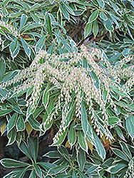 Variegated Japanese Pieris (Pieris japonica 'Variegata') at Lakeshore Garden Centres