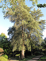 Cork Oak (Quercus suber) at Lakeshore Garden Centres